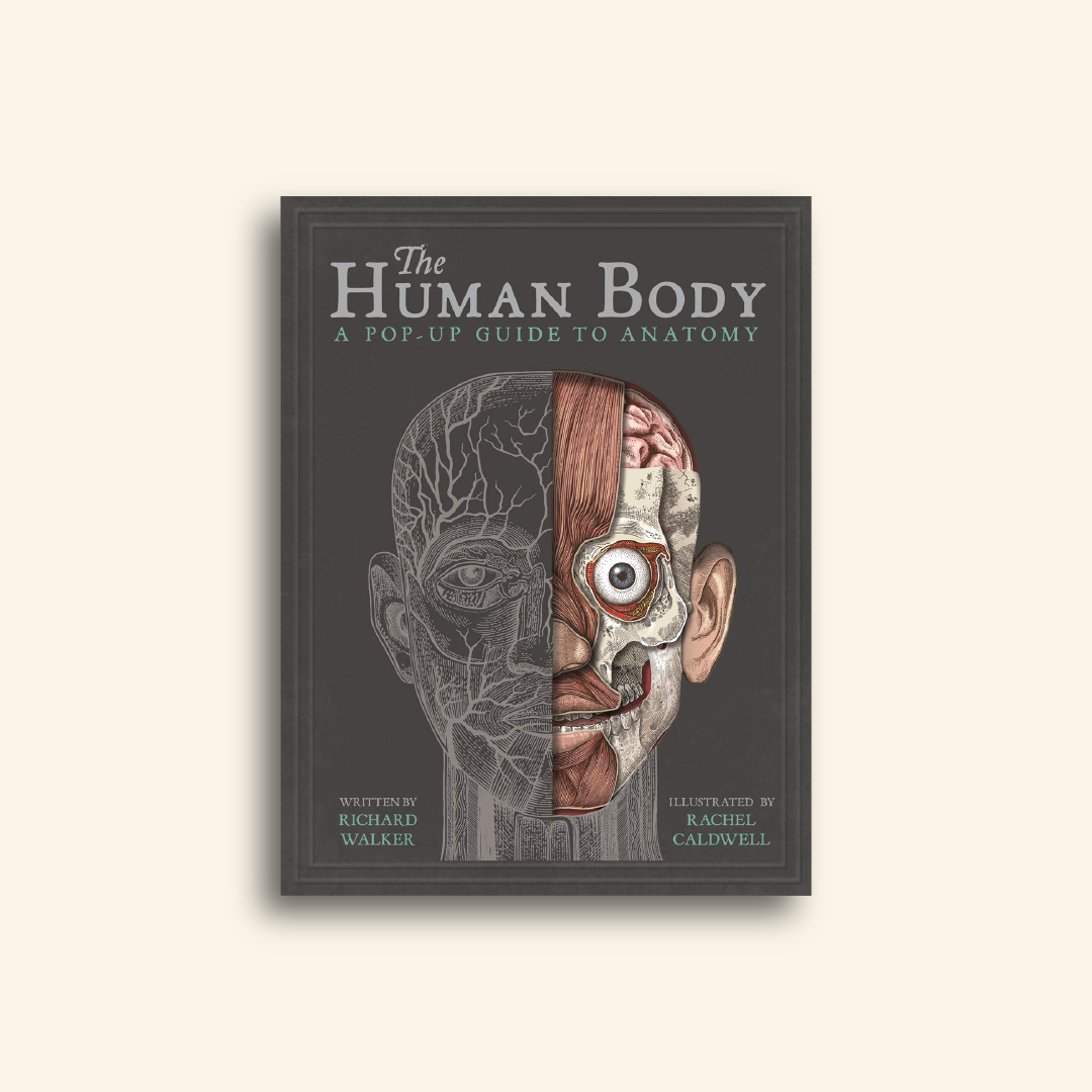 The Human Body: A Pop-Up Guide to Anatomy